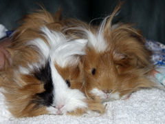 unsere Schweine